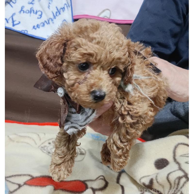 成約済の奈良県のトイプードル-438347の2枚目