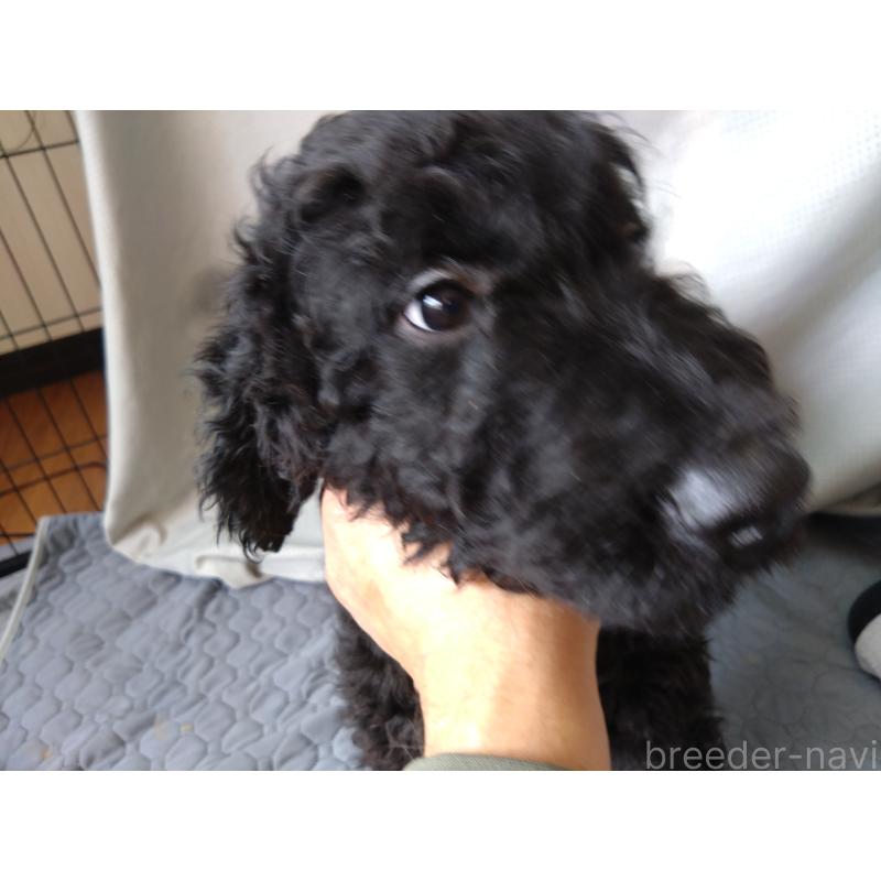 成約済の兵庫県のゴールデンドゥードル:ゴールデンレトリーバー×プードル-428076の6枚目