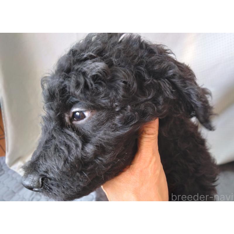 成約済の兵庫県のゴールデンドゥードル:ゴールデンレトリーバー×プードル-428076の5枚目