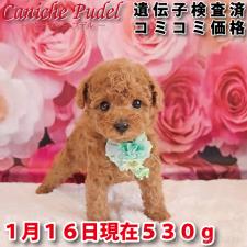 ♀︎タイニープードル