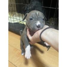 オンライン見学