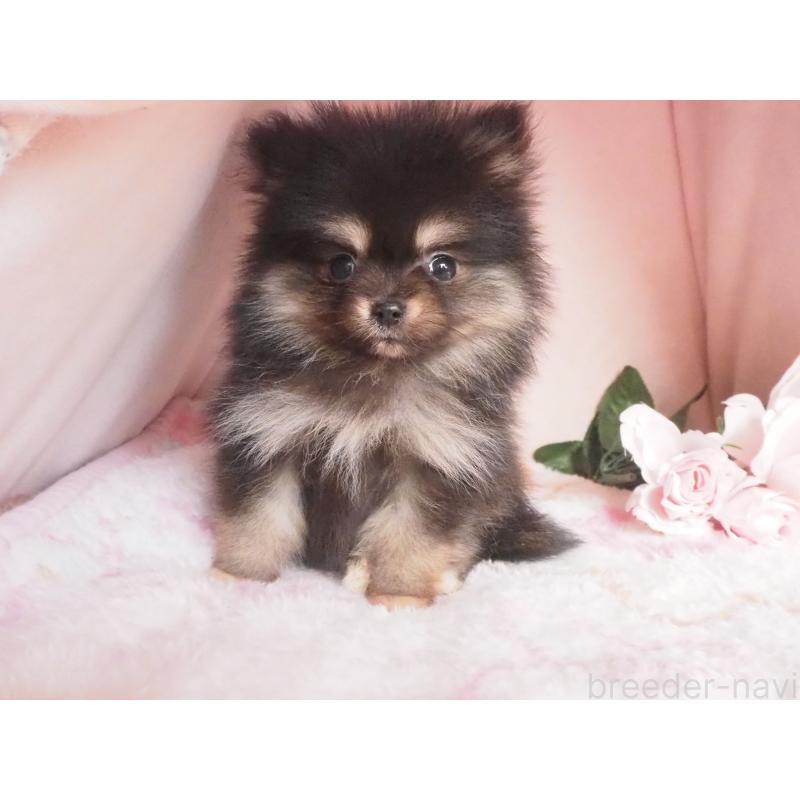 成約済の岡山県のポメラニアン-439576の3枚目