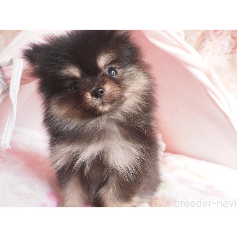 成約済の岡山県のポメラニアン-439576の2枚目