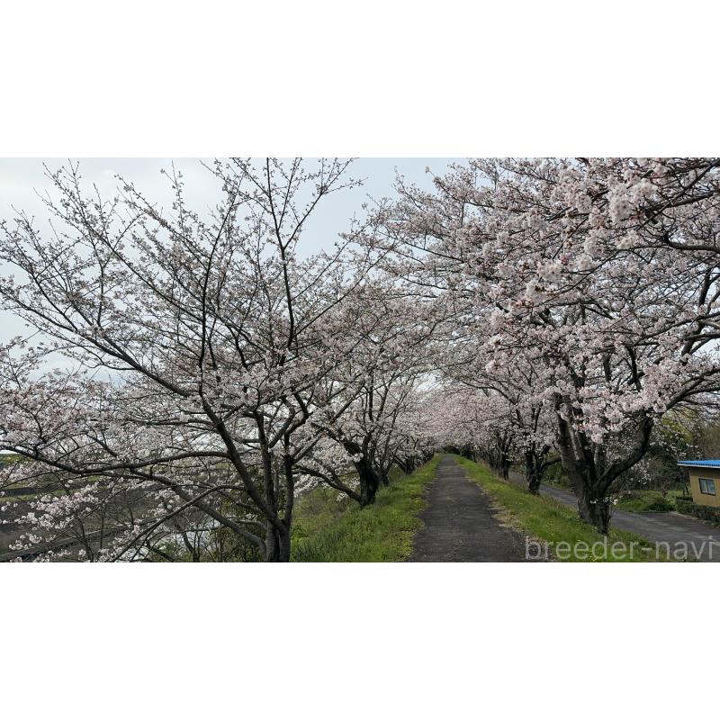 安藤豊ブリーダーの詳細の1枚目