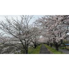 安藤豊ブリーダー