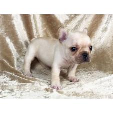 ♀︎フレンチブルドッグ