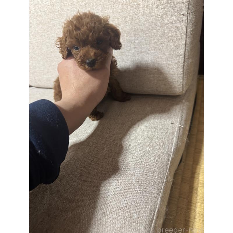 武笠哲也ブリーダーの詳細の1枚目