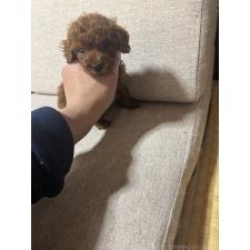 武笠哲也ブリーダー