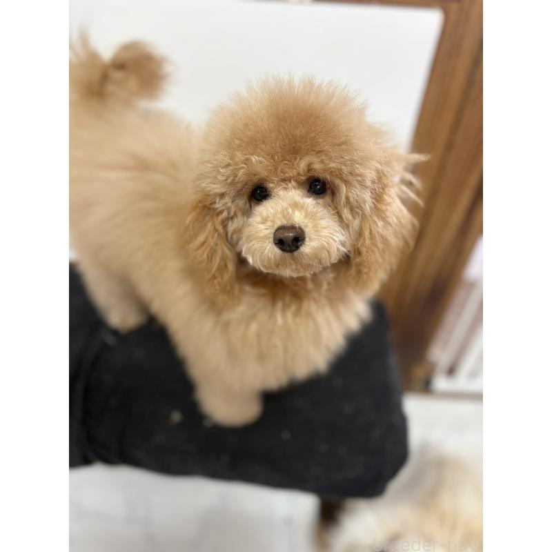 成約済の茨城県のトイプードル-417348の4枚目