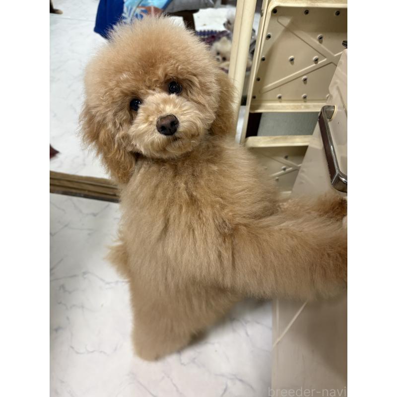 成約済の茨城県のトイプードル-417348の3枚目