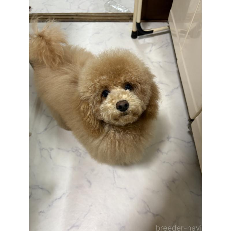 成約済の茨城県のトイプードル-417348の2枚目