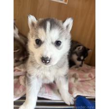 オンライン見学