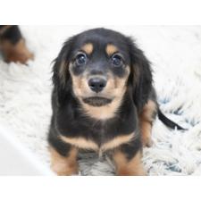 ♀︎ミニチュアダックスフンド(ロングヘアード)