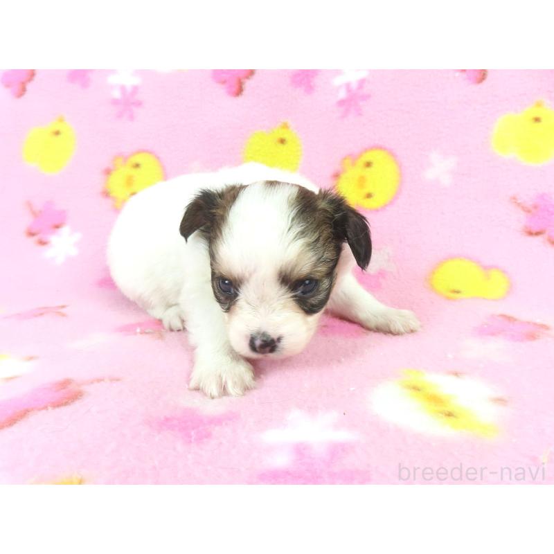 成約済の千葉県のパピヨン-438383の19枚目