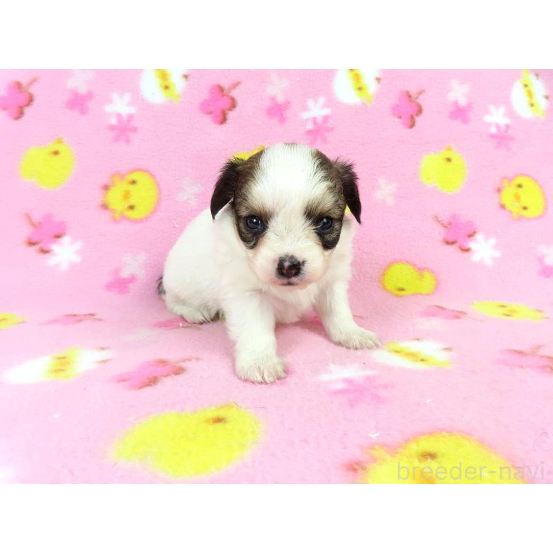 成約済の千葉県のパピヨン-438383の18枚目