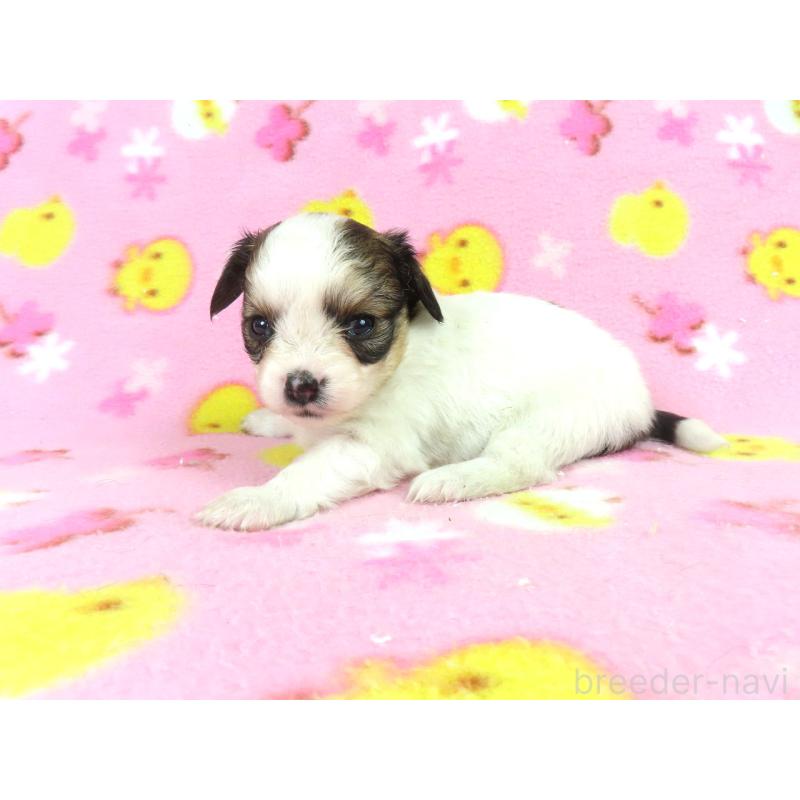 成約済の千葉県のパピヨン-438383の17枚目