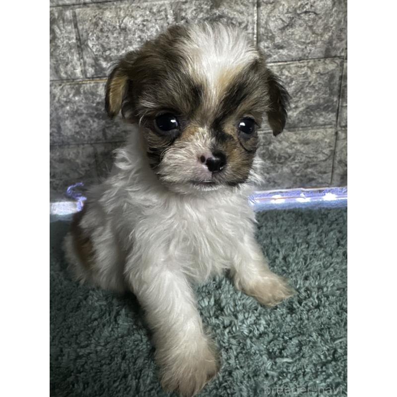 10万円以下のチワズー:チワワ×シーズーの子犬を探す｜ブリーダーナビ