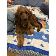 ♀︎ゴールデンドゥードル:ゴールデンレトリーバー×プードル