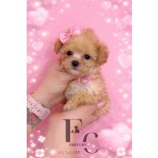 ♀︎ティーカッププードル