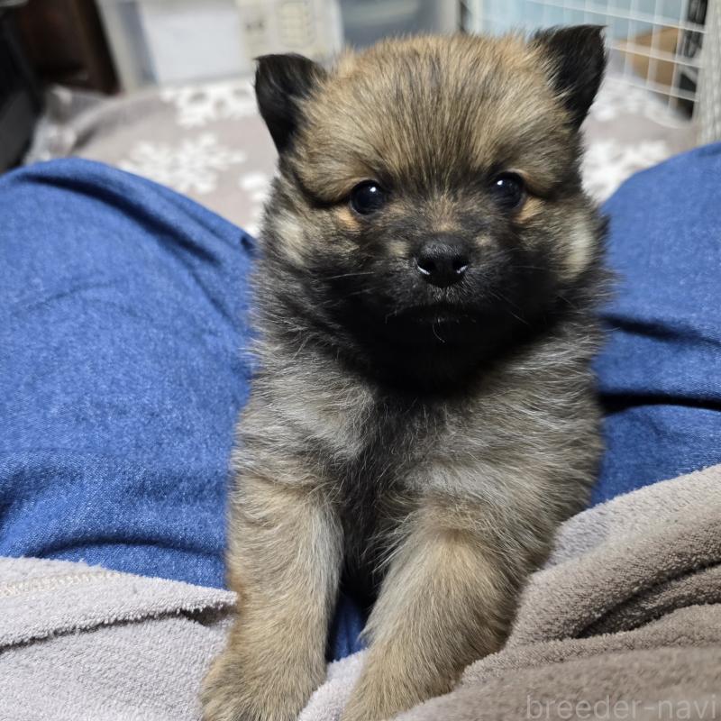 成約済の岡山県のポメラニアン-436035の8枚目