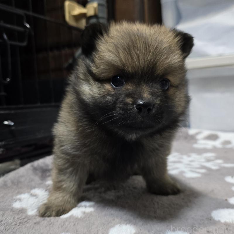 成約済の岡山県のポメラニアン-436035の7枚目