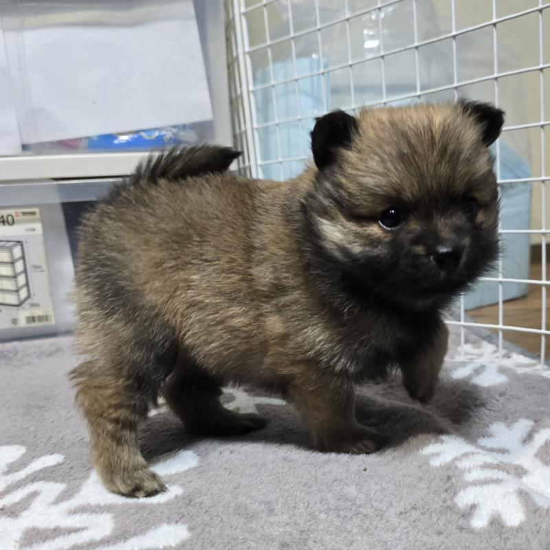 成約済の岡山県のポメラニアン-436035の6枚目