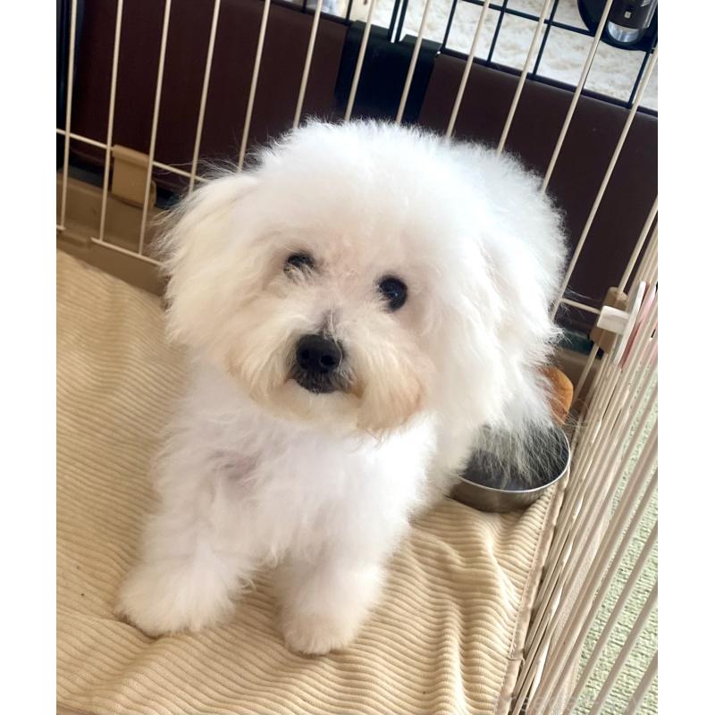 成約済の東京都のミックス犬-404061の8枚目