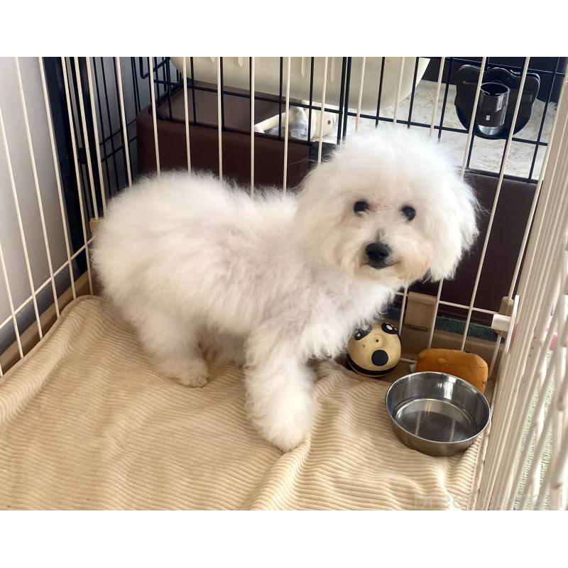 成約済の東京都のミックス犬-404061の7枚目