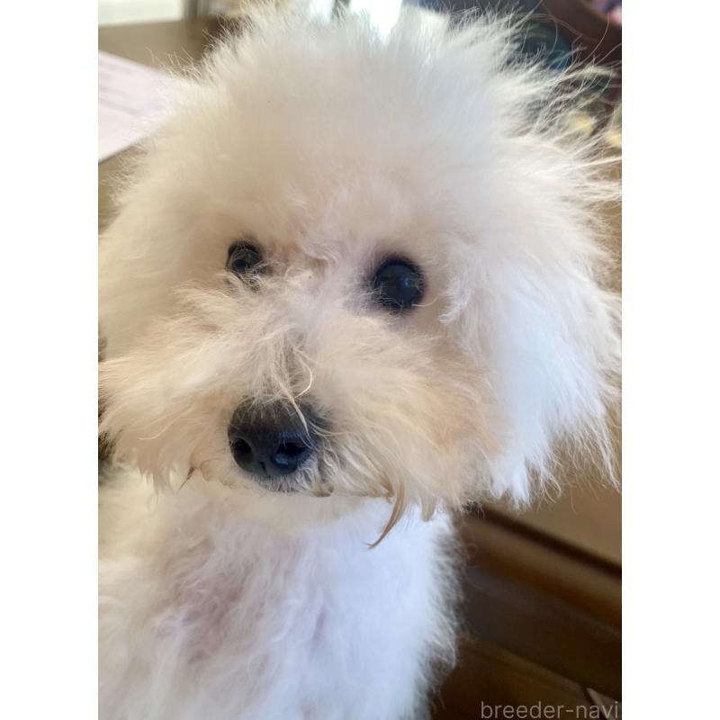 成約済の東京都のミックス犬-404061の6枚目