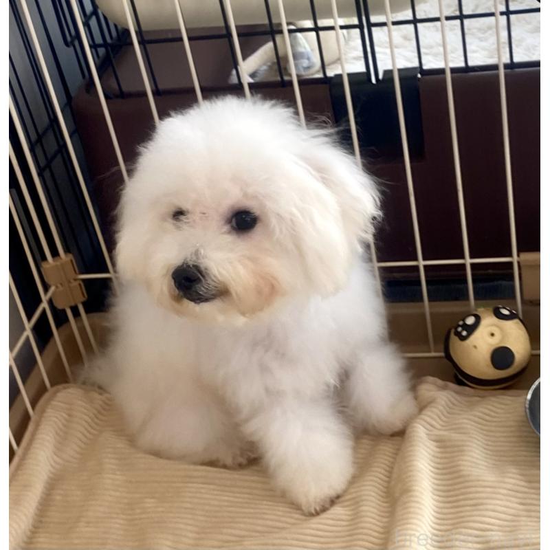 成約済の東京都のミックス犬-404061の5枚目