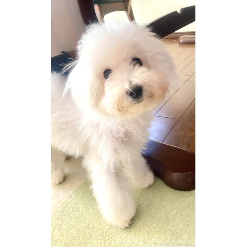 成約済の東京都のミックス犬-404061の4枚目