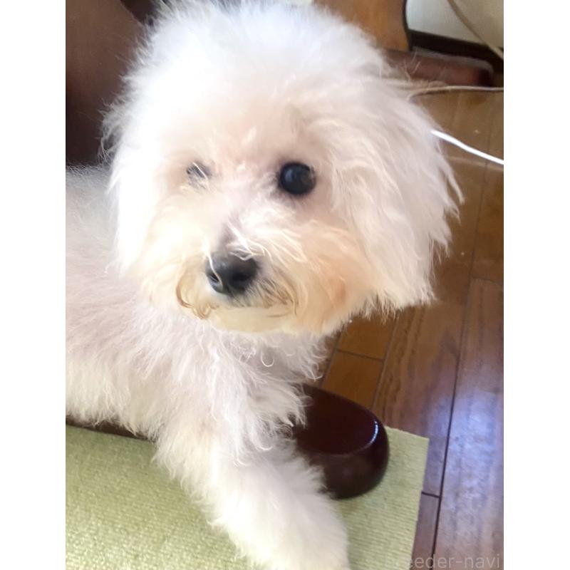 成約済の東京都のミックス犬-404061の3枚目