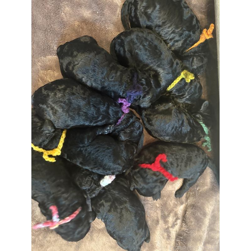 成約済の東京都のミディアムプードル-438626の4枚目