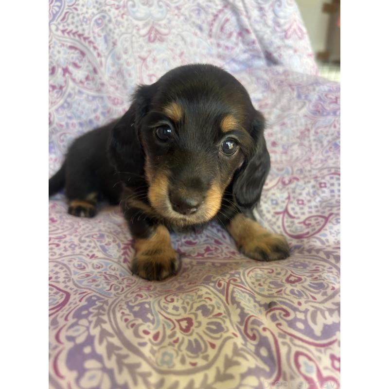 成約済の愛知県のミニチュアダックスフンド(ロングヘアード)-437989の3枚目