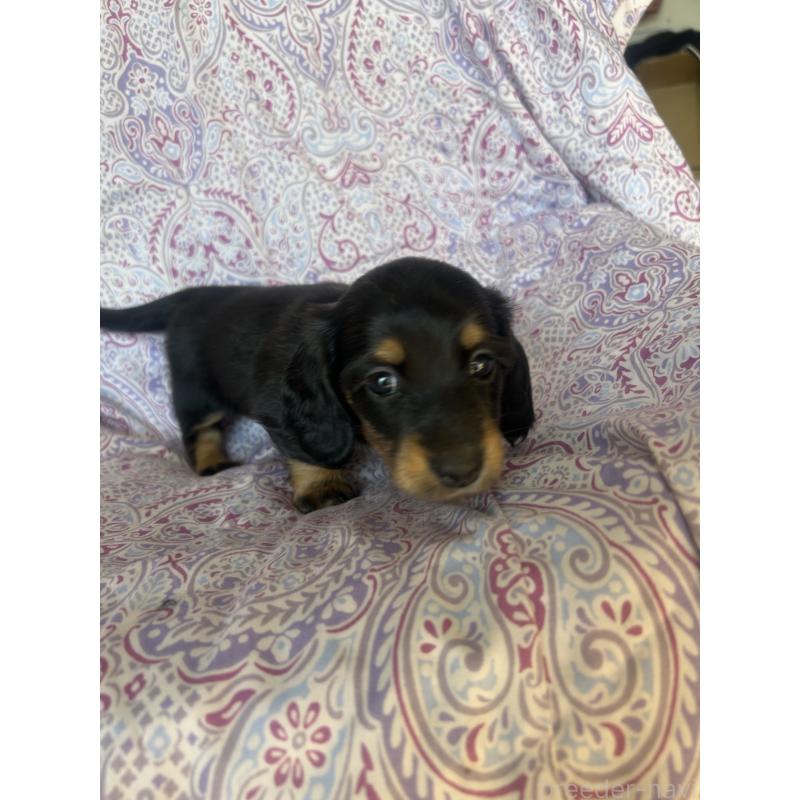 成約済の愛知県のミニチュアダックスフンド(ロングヘアード)-437989の2枚目