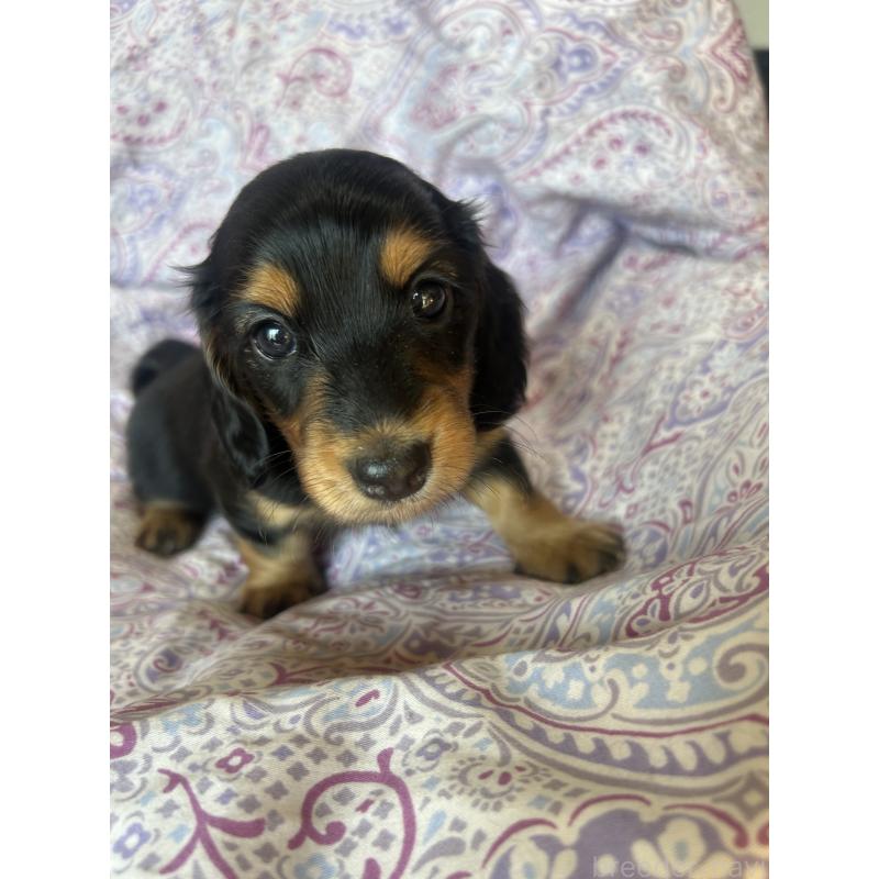 成約済の愛知県のミニチュアダックスフンド(ロングヘアード)-437984の3枚目