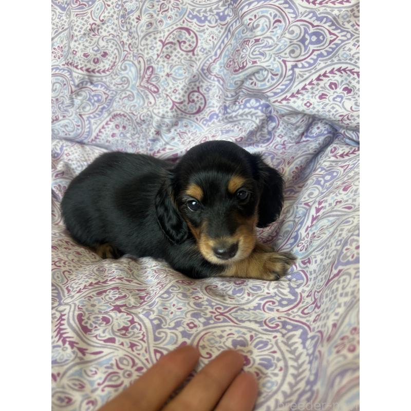 成約済の愛知県のミニチュアダックスフンド(ロングヘアード)-437984の2枚目