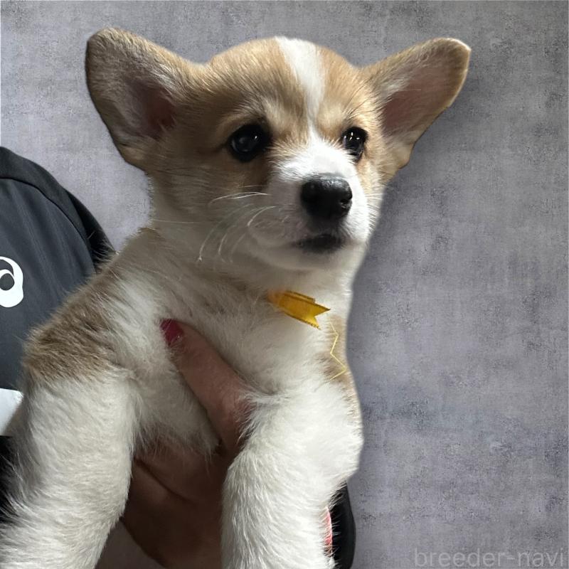 成約済の栃木県のウェルシュコーギーペンブローク-434814の2枚目