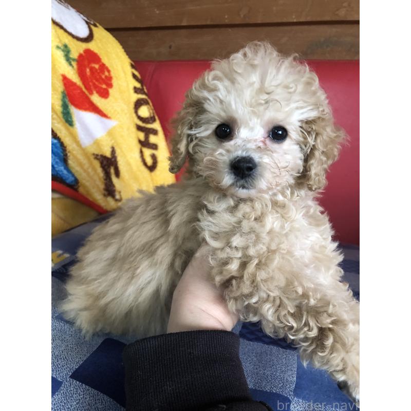 成約済の兵庫県のトイプードル-439039の15枚目