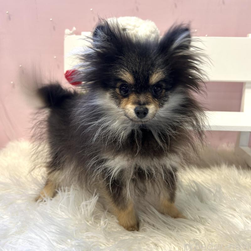 ブラックタンのポメラニアンの子犬を探す｜ブリーダーナビ