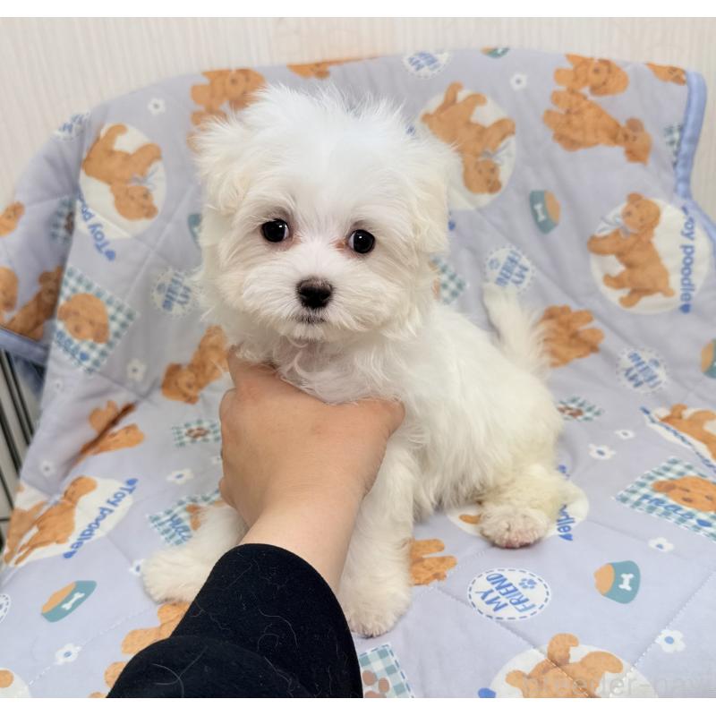 成約済の埼玉県のマルチーズ-426482の2枚目