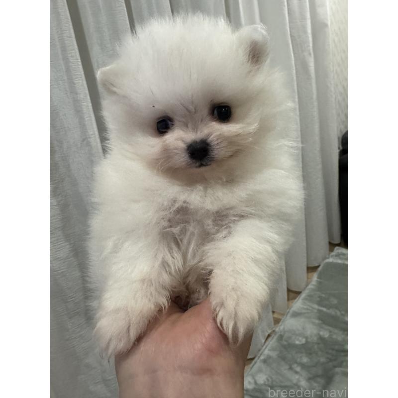 成約済の埼玉県のポメラニアン-439413の4枚目