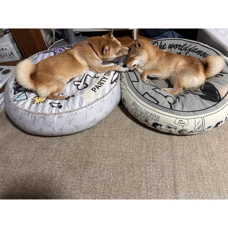 坂根智子ブリーダーの詳細