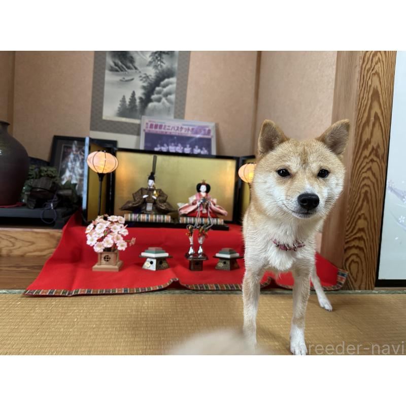 坂根智子ブリーダーの詳細