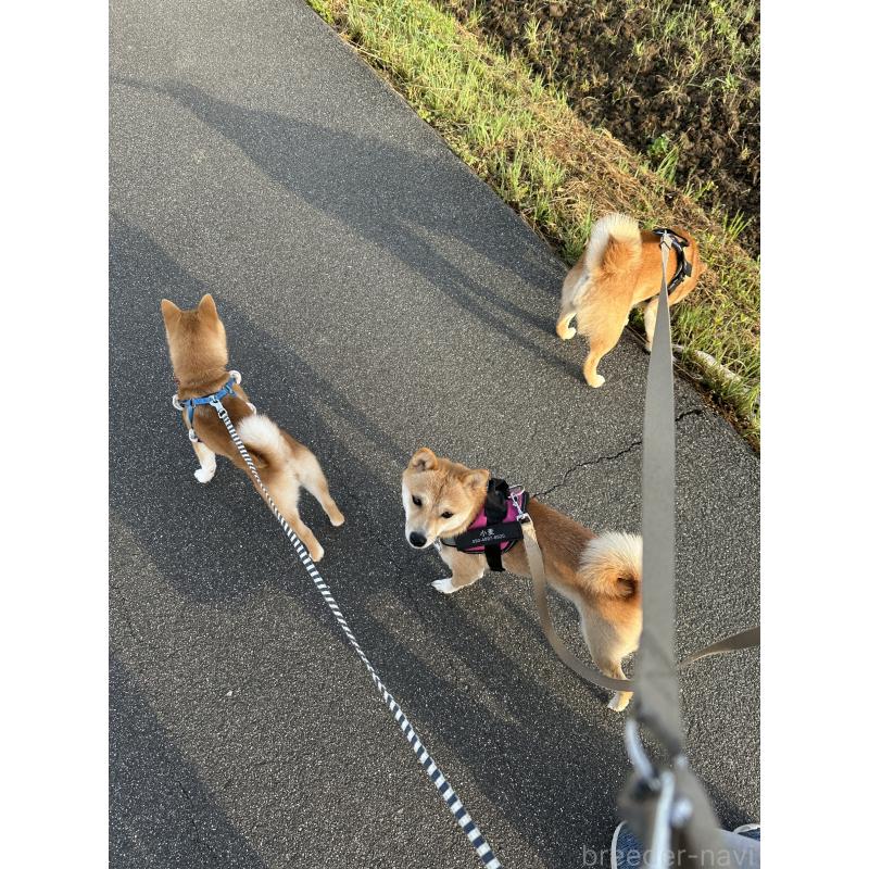 坂根智子ブリーダーの詳細