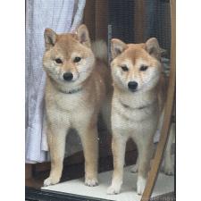 坂根智子ブリーダー