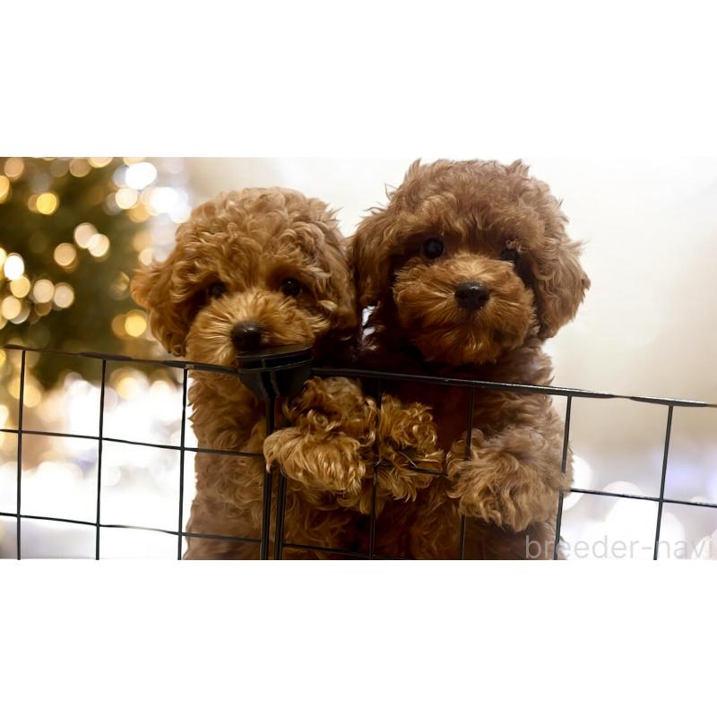 鈴木高夫ブリーダーの詳細の1枚目