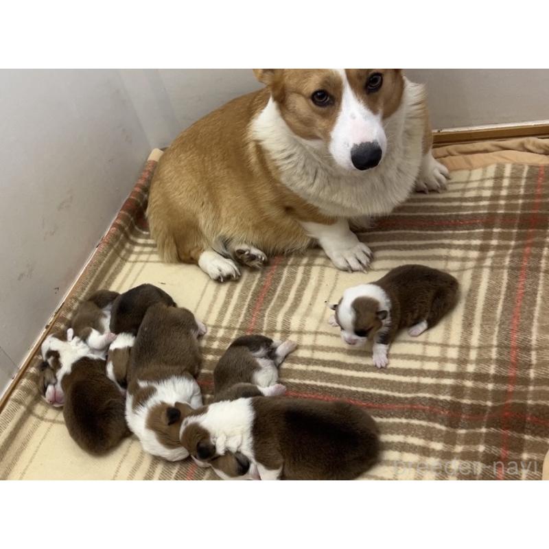 鈴木高夫ブリーダーの詳細