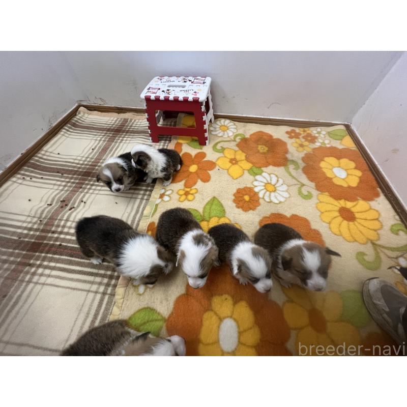 鈴木高夫ブリーダーの詳細