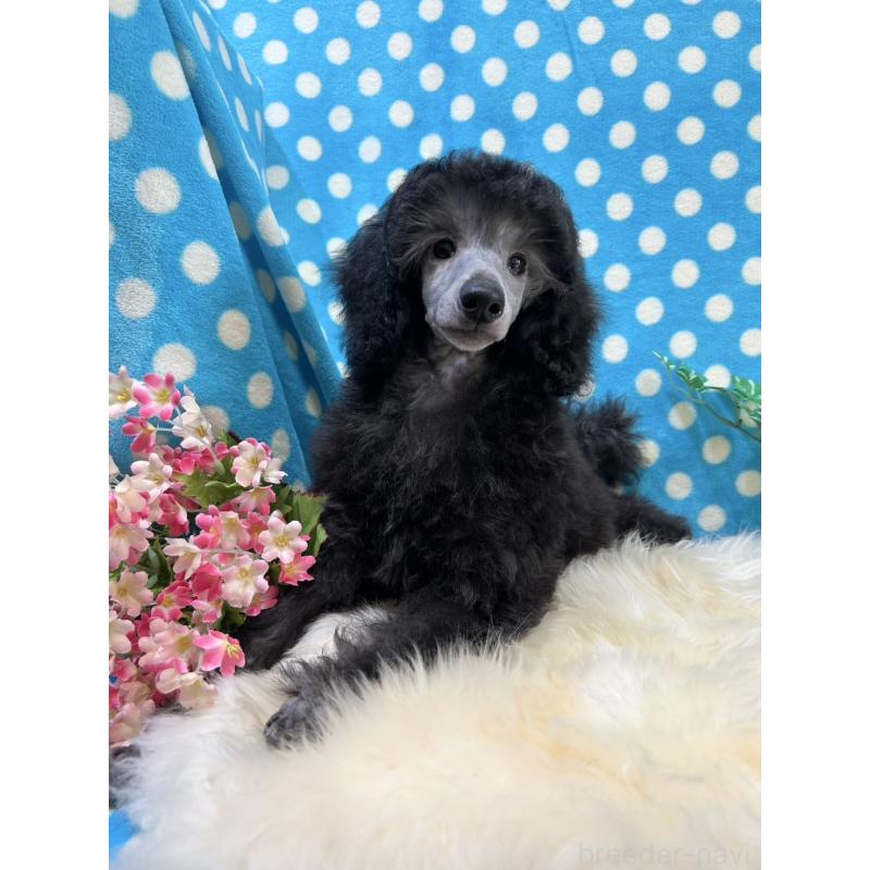 谷真琴ブリーダーの詳細